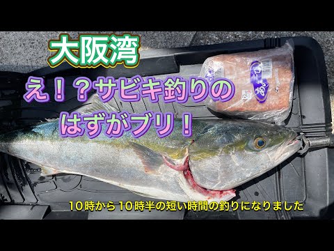 大阪湾の岸からブリがつれた サビキ釣りのはずが Youtube