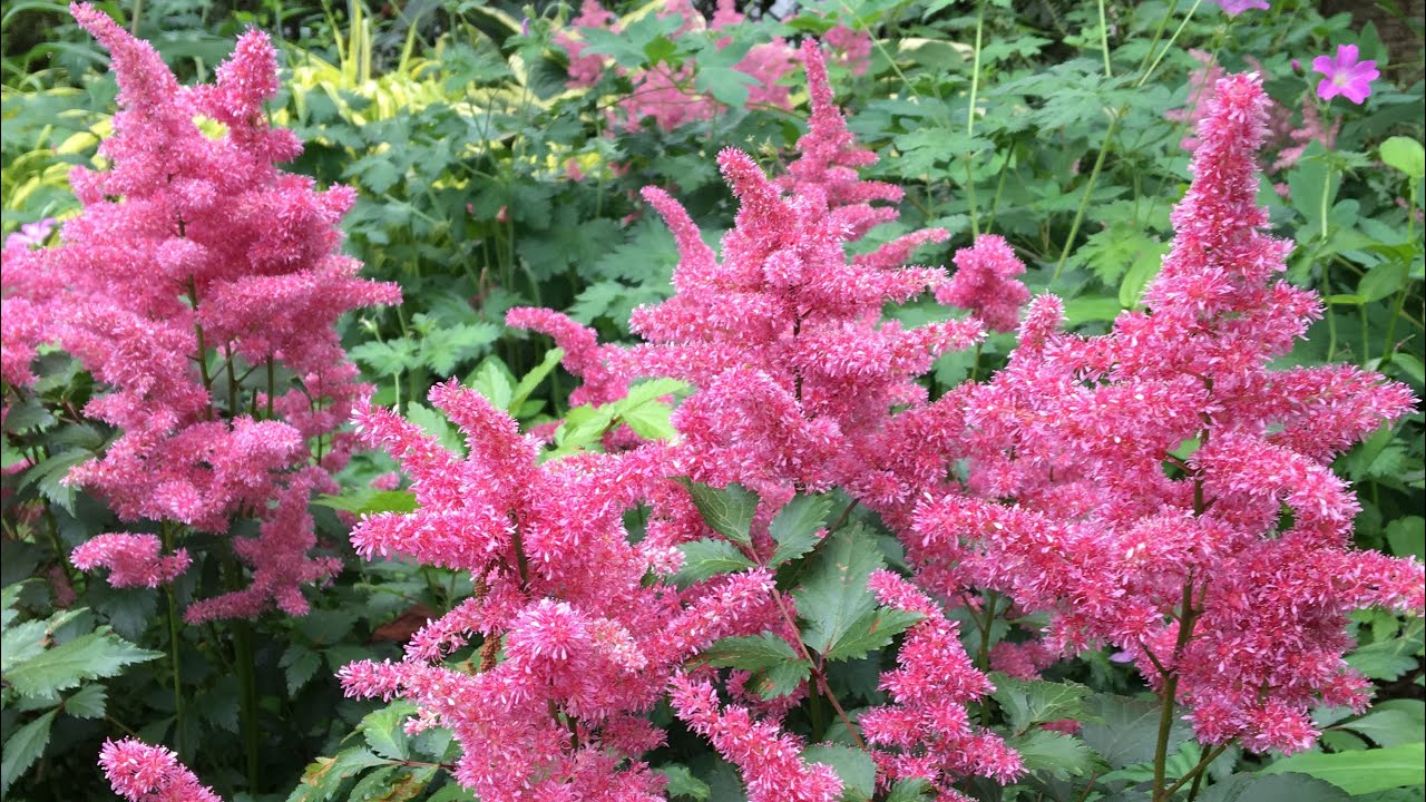 🌿 ~ Astilbe Planting ~ Natives ~ New Plantings ~ 🌿 - YouTube