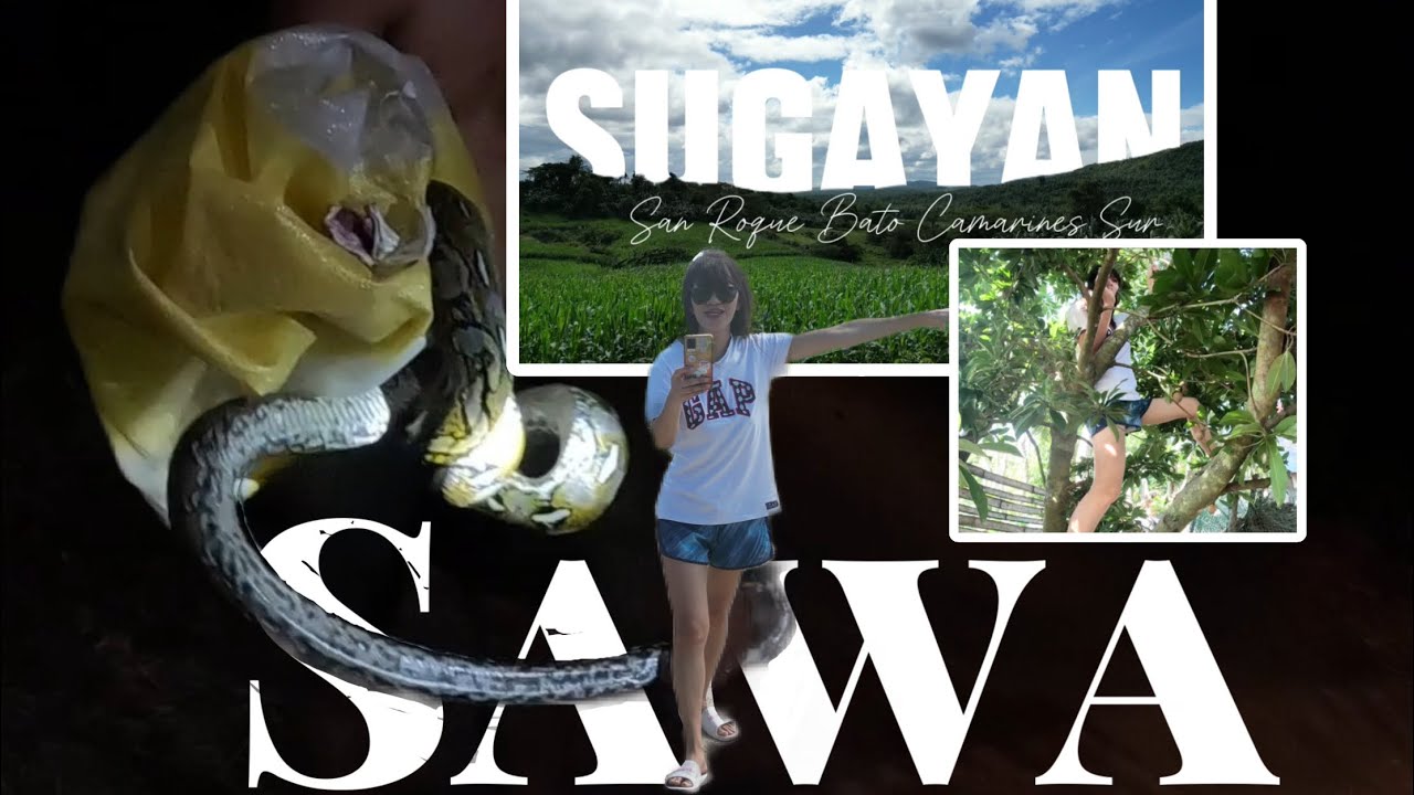 BIG PYTHON SNAKE FOUND #snake #python #cobraprince #kmjs - YouTube