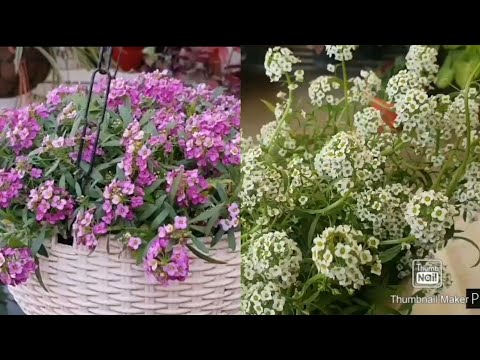 Sweet Alyssum growing in DIY container//5 Care Tips& Best fertilizer to have maximum blooms