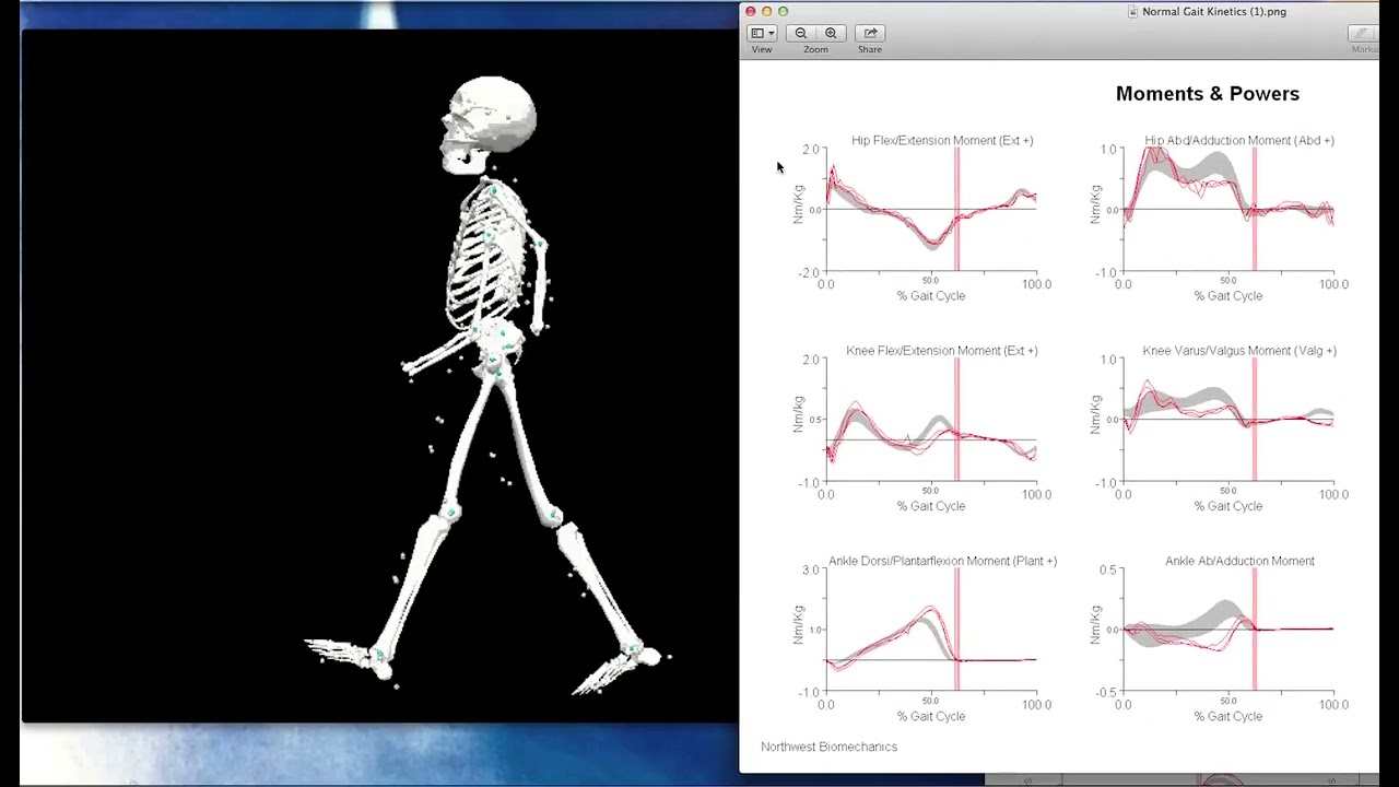 ankle kinetics and kinematics