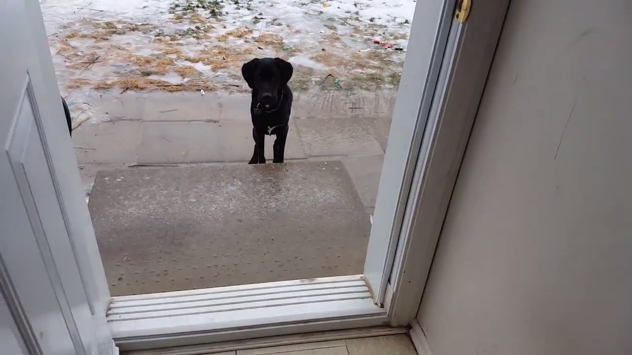 cold brew coffee Dog needs help with all this ice