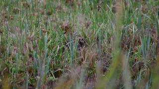 Jack snipe