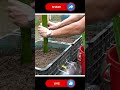 Dragon Fruit #gardening #farming #dragonfruit #viralvideo