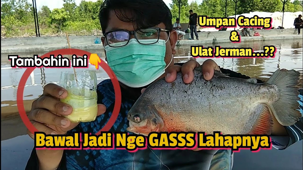 Umpan Bawal Paling Jitu Cacing Dan Ulat Jerman | Cocolan Umpan Bawal Jadi Nge Gas | Bawal Jadi Doyan