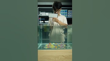 Bể  đúc uốn cong  50x33x35cm setup thủy sinh, nuôi cá lóc , cá la hán g.i.á rẻ #aquarium #xuhuong