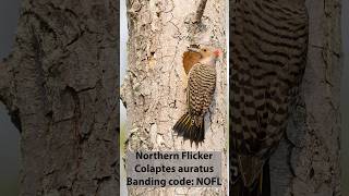 Photographing Birds: Northern Flicker #bird #wildlifephotography #birdphotography