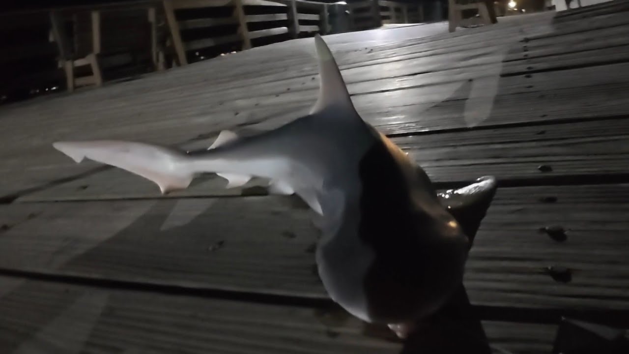 Рыбалка с пирса на острове Хаттерас!! 