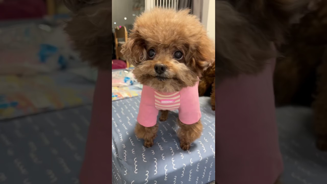 New dog clothes from a fans, thanks 