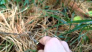 Hunting Saffron Milk Caps
