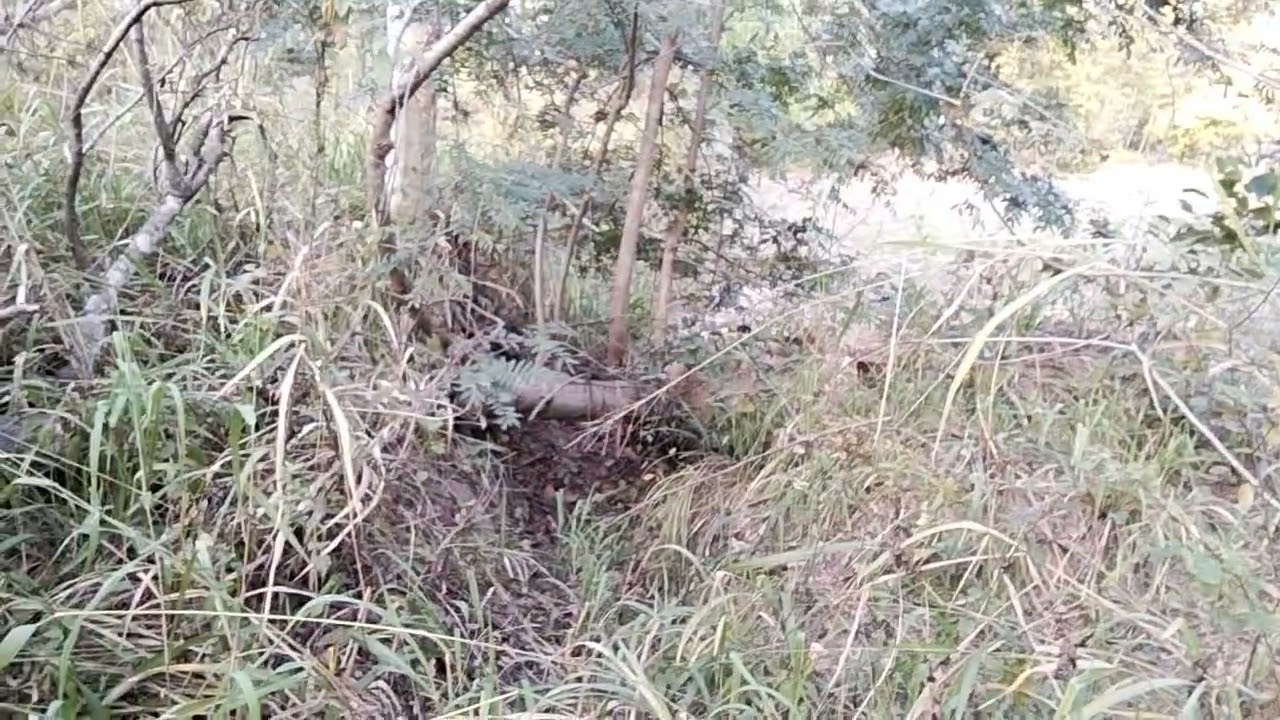 ท่องในป่าใส่บ้วงหนู