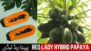 How to care and grow hybrid papita / how to care red lady papaya / hybrid papita ki care kesy krni h