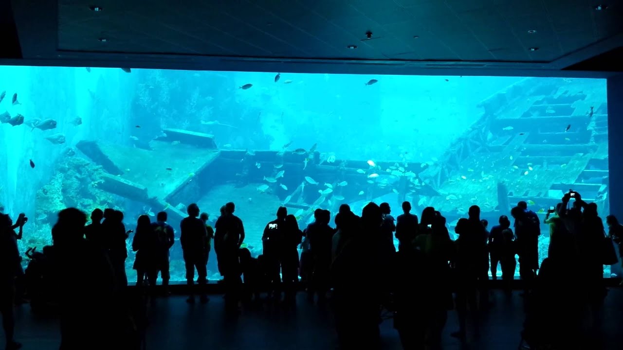  Belitung Shipwreck World Biggest Aquarium YouTube
