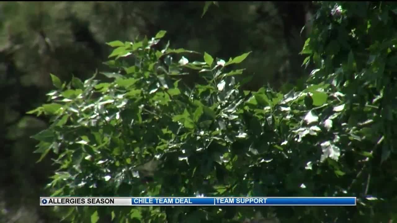 Pollen creates miserable conditions for allergy sufferers
