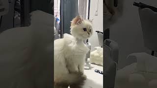 Cat After Shaving Its Fur