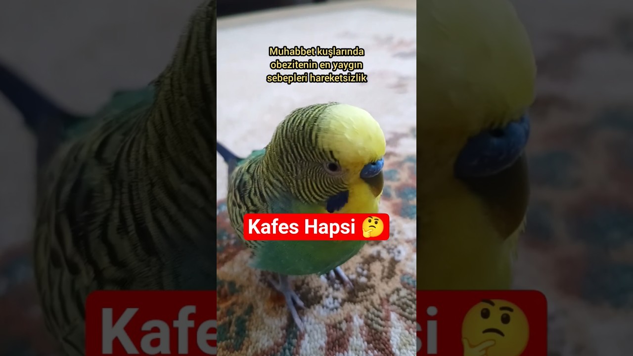 Muhabbet Kuşlarında Obezite Serisi 2 | Kafes Hapsi , Serbest Uçuş Hakkı #muhabbetkuşu #birdsong