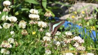 シロツメクサの花の蜜を吸うアオスジアゲハ