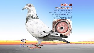 【黃純正】T22-249140