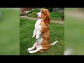 Hilarious DOGS will make all your STRESS GO AWAY!