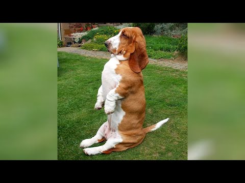 Hilarious DOGS will make all your STRESS GO AWAY!