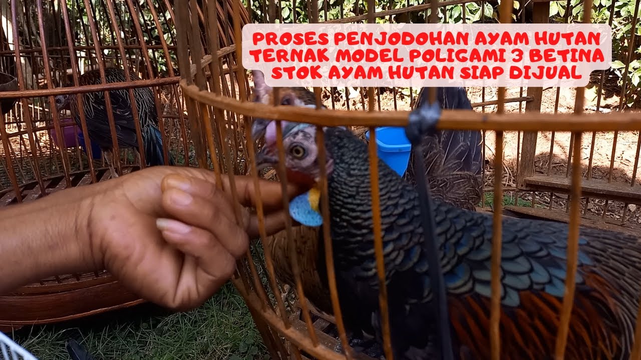Tips Menjodohkan Ayam Hutan Hijau Bagi Pemula Yang Akan Memulai Beternak