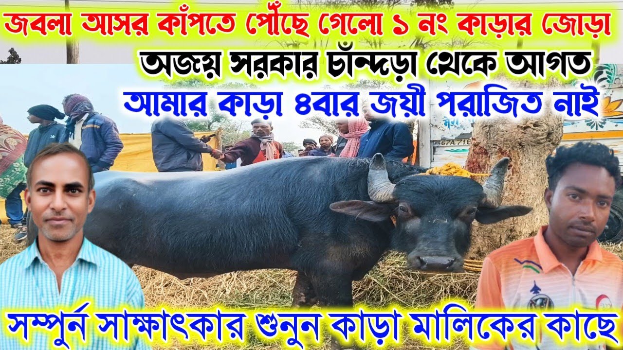 অজয় সরকার চাঁন্দড়া থেকে আসর কাঁপতে পৌঁছে 🔥 গেলো ১ নং কাড়ার জোড়া। হাইভোল্টেজ সাক্ষাৎকার শুনুন।