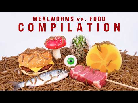 I Gave my Pet Worms Weird Foods