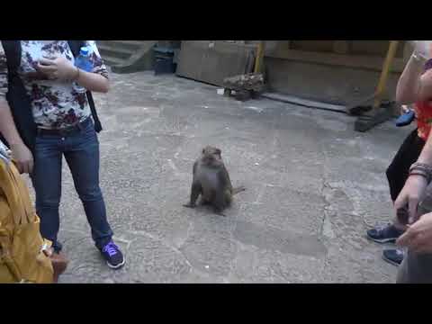 monkey has flashbacks