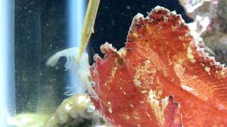 Red Leaf Fish eating frozen Ghost Shrimp