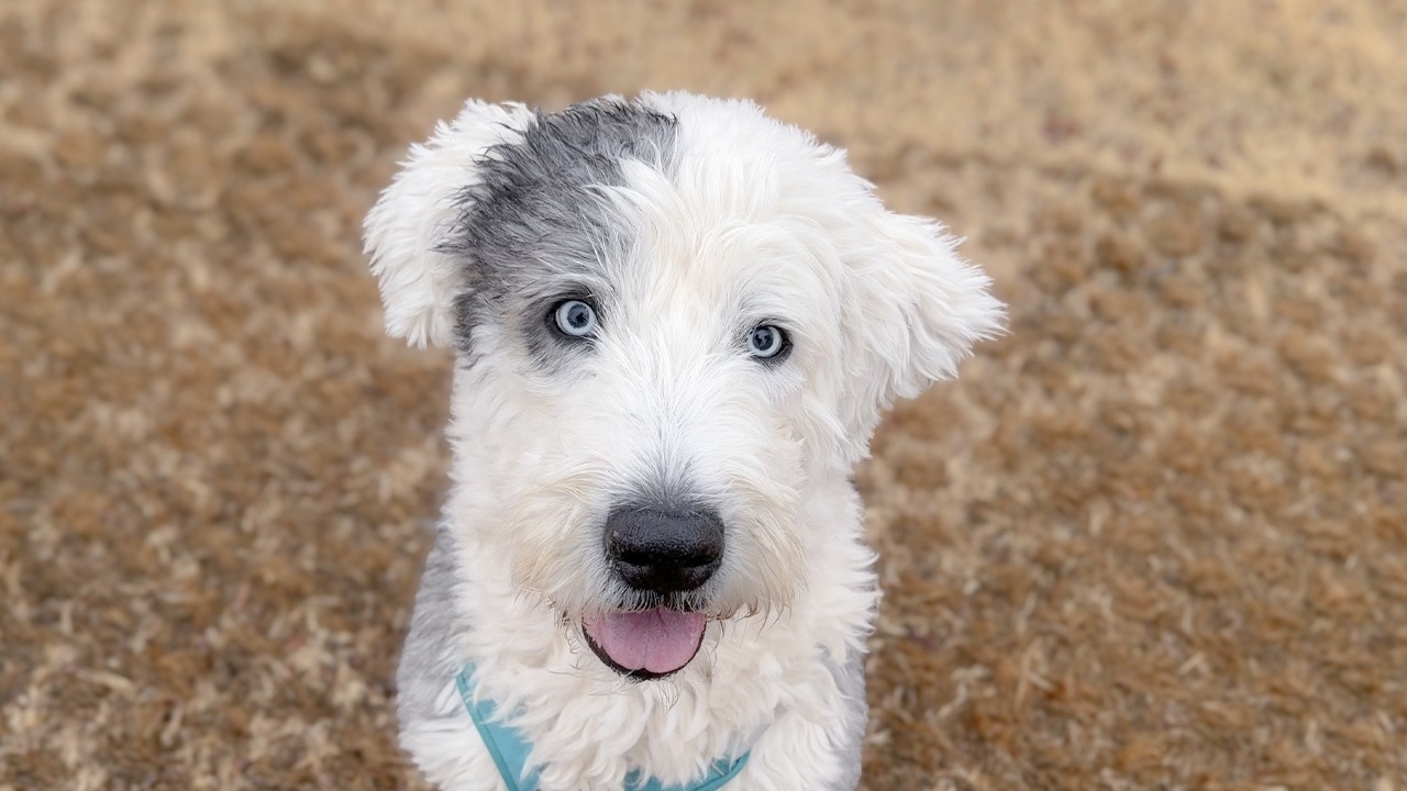 서툴렀던 구조 강아지들과의 3개월, 아이들이 달라지고 있어요