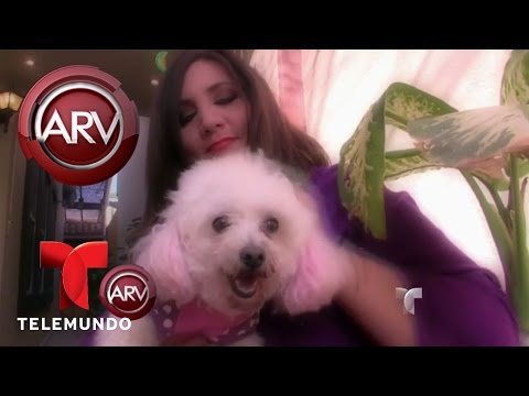 Vídeo: Puede Haber Una Conexión Espiritual Entre Las Mascotas Y Sus Dueños - Vista Alternativa