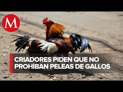Video: ¿Por qué son importantes las peleas de gallos?