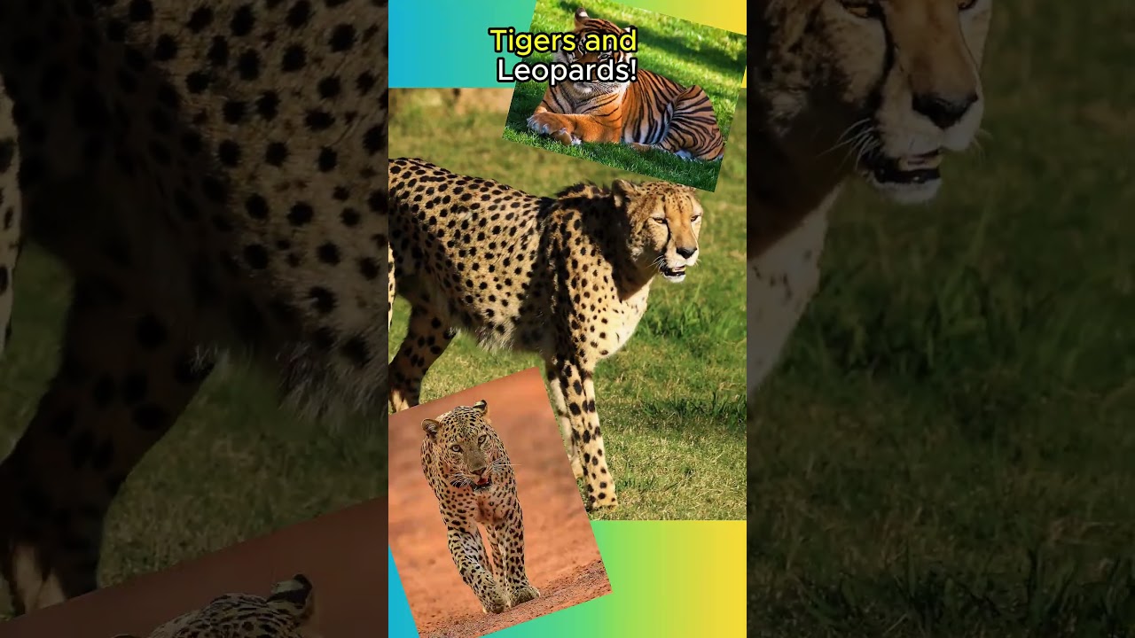 Cheetahs Are NOT Big Cats!🐆🐆🐯