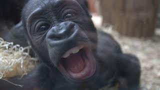 Baby gorilla teases zoo-goers by pulling funny faces at them | SWNS