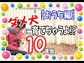 犬のしつけでやったらあかん１０連発（おうち編）