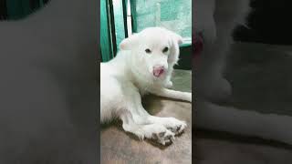 #funny #comedy #unfrezzmyaccount #funnycomedy #account #views #trending #1mk #goldenretreiver
