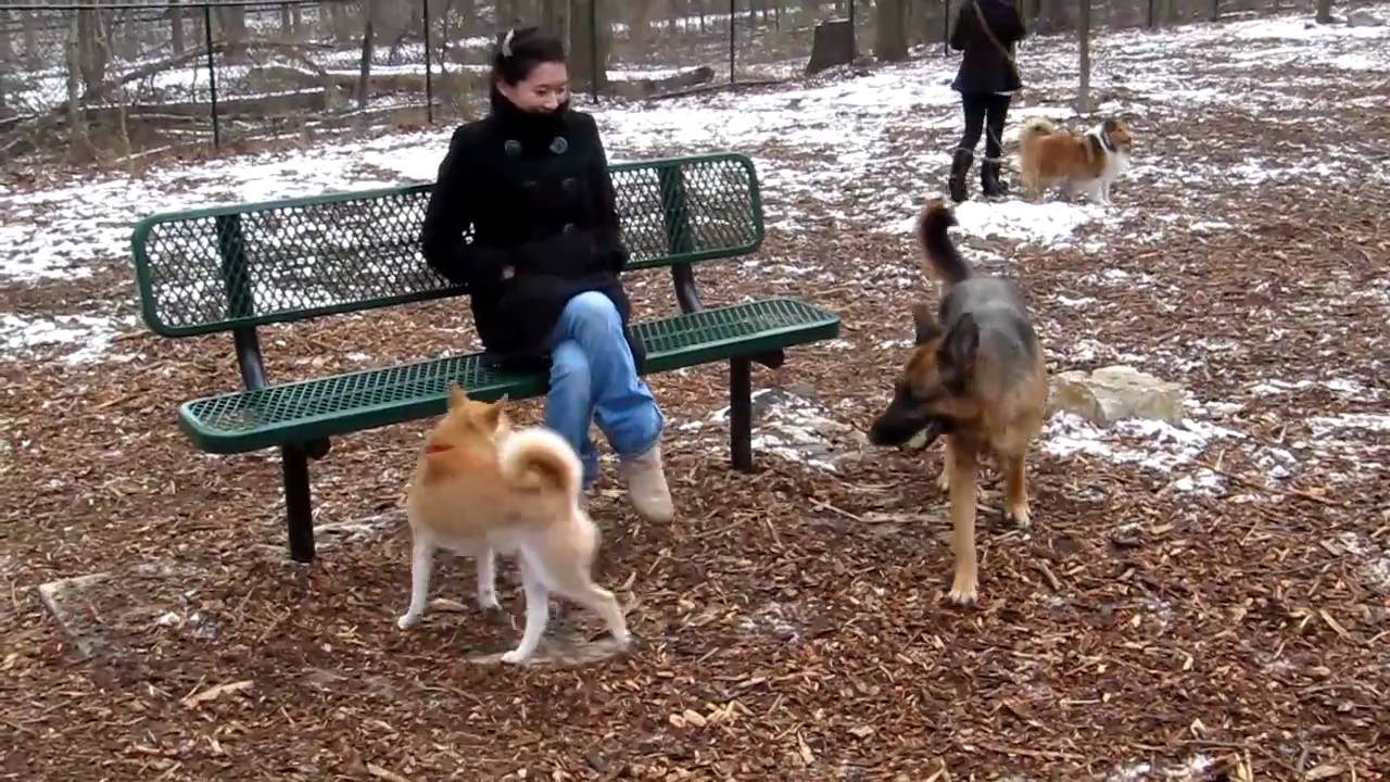 Shiba Inu Mac playing at Cabin John Dog Park 1/15/2011 YouTube