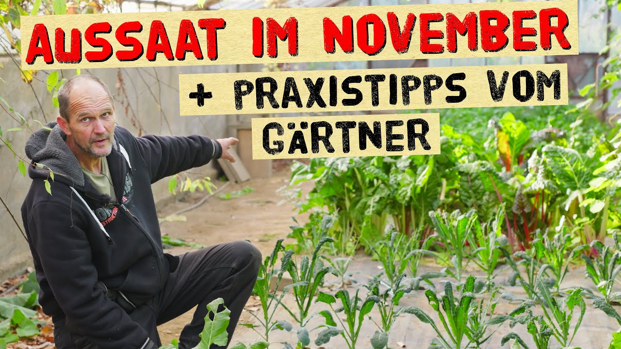 Was kann man im November noch aussäen? Aussaattipps, Wintergemüse