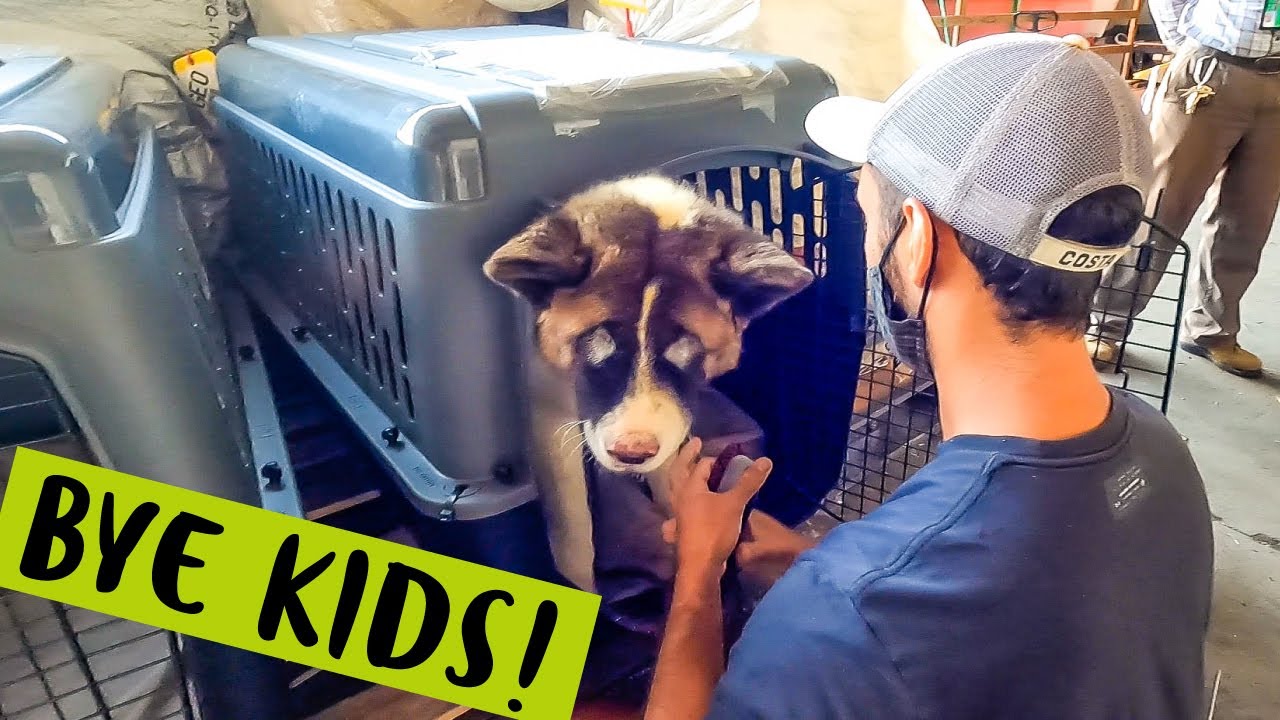 WE’RE SHIPPING OUR DOGS OUT BY CARGO! | International Dog Travel