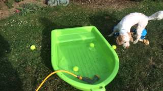 Tucker in the Pool - 3 Guide