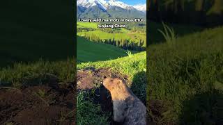 Marmot Surprise in Xinjiang Grassland #china #travel #trip #tour #guide #fyp #journey #tourism