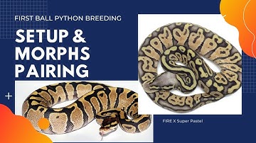 MY FIRST BALL PYTHON BREEDING PROJECT!!! START, SETUP, PARENTS MORPH