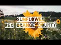 Sunflower - Rex Orange County 1 hour loop (lyrics)