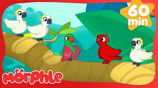 Morphle Flying to Find Daddy Turns into a Jungle Fright Adventure! 🐦🌿😱