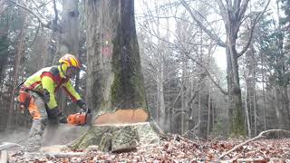 Felling big beech tree