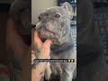 No working you fool, only pets! #frenchbulldog #funnypuppy #funny #pets