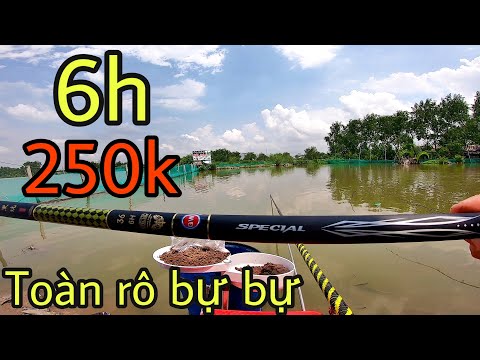 Video Cần câu tay GW 6H 250K ✅ Câu cá dưới cống nước chảy... - youtube