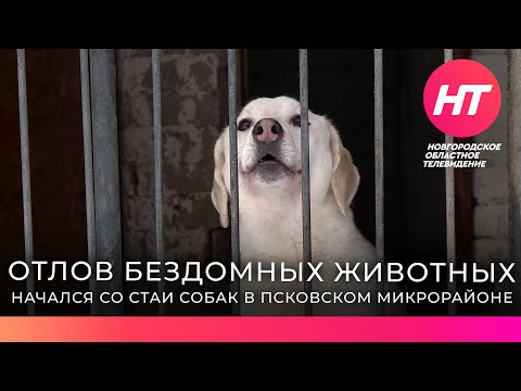 Отлов бездомных животных в Великом Новгороде начался со стаи собак в Псковском микрорайоне