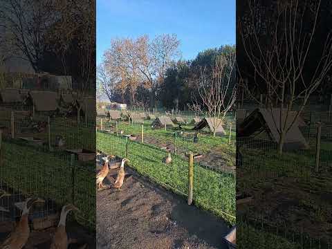 Vue d'ensemble de l'élevage sur ce son légendaire 🖤🤠🦆