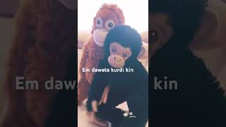 #disney #monke #monkey #zaroktv #kurdistan #kurdish  #fyb #viral #viralvideo